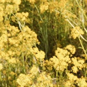 Meet your Posher, Ann